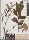 Foto von Salix caprea L.